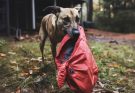 Four Years after My Husband Went Missing, a Dog Brought Me the Jacket He Was Wearing on the Day He Disappeared