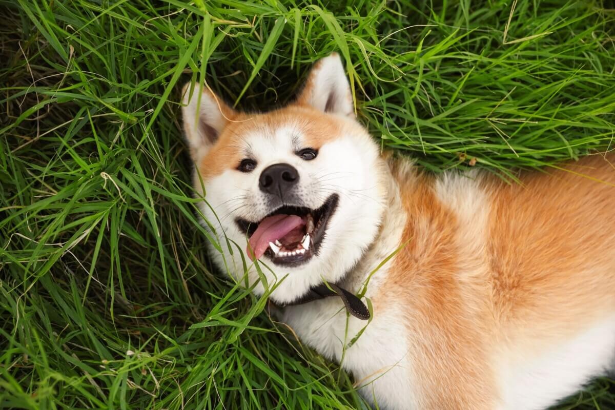 5 Ancient Dog Breeds That Are Still Around Today