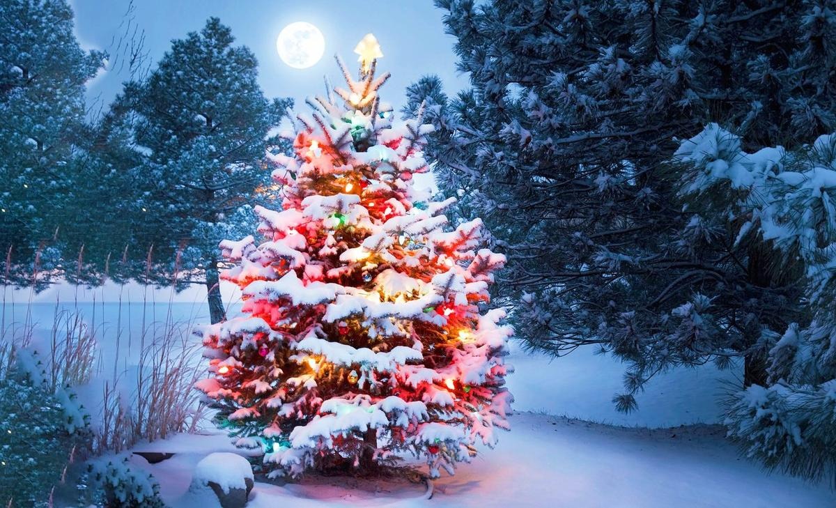 Christmas trees have unique strategies to survive harsh winter