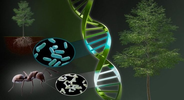 Newly Found Gene Enhances Photosynthesis, Boosts Plant Height
