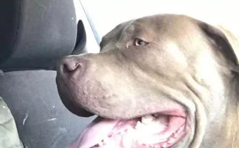 XL Bully owner 'not bothered' as it savaged 12-year-old girl's arm while dad wrestled dog