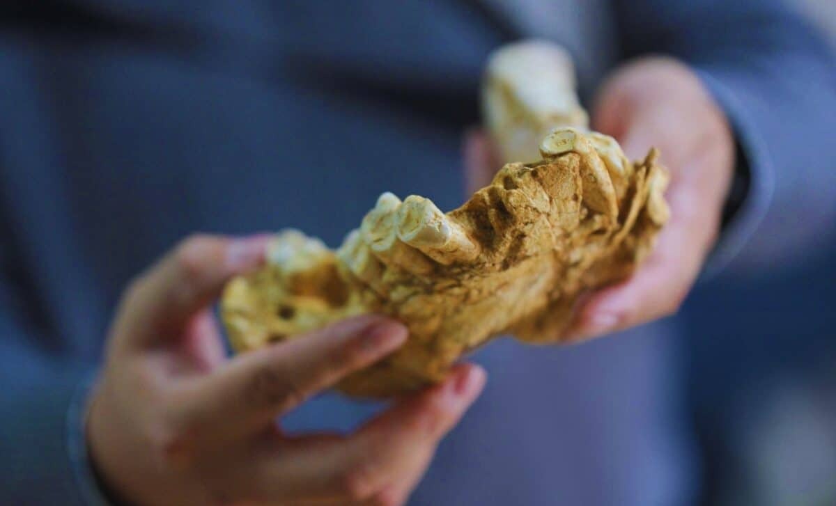 New Fossil Discovery Suggests Europe as Humanity’s Birthplace, Not Africa