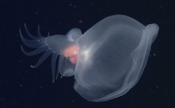 It's a nudibranch, but so distantly related that it gets its own phylogenetic family.