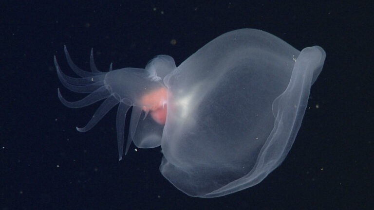 It's a nudibranch, but so distantly related that it gets its own phylogenetic family.