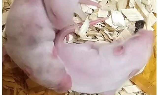 Genes Older Than Animal Life Itself Were Inserted Into Mice. Here's What Happened.