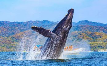 Humpback Whale Sets Record for Longest Migration Ever: Is This Journey a Warning Sign for Ocean Chaos?
