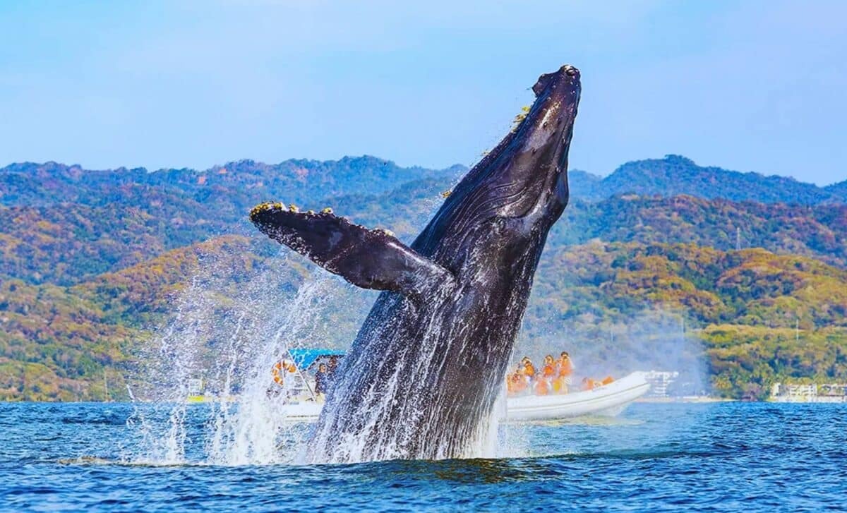 Humpback Whale Sets Record for Longest Migration Ever: Is This Journey a Warning Sign for Ocean Chaos?