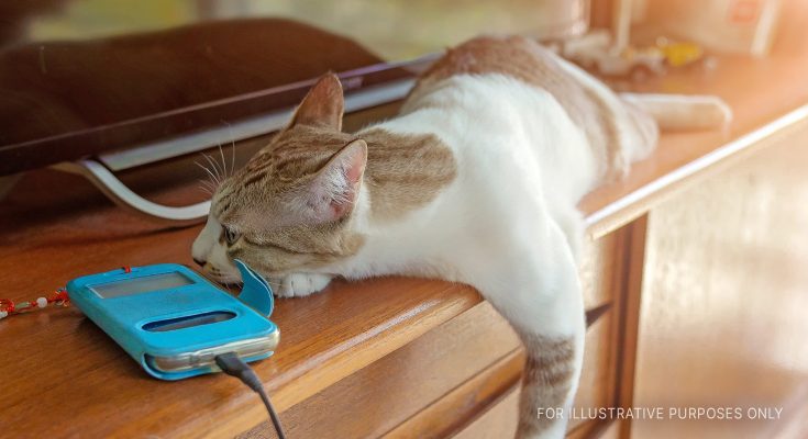 Older Lady Finds Money on Floor Every Day, Sees Her Cat Bring It and Follows Him – Story of the Day