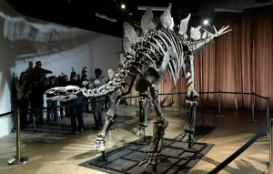 Apex the $45M stegosaurus on display in NYC. Here’s what scientists hope to learn