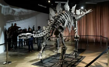 Apex the $45M stegosaurus on display in NYC. Here's what scientists hope to learn