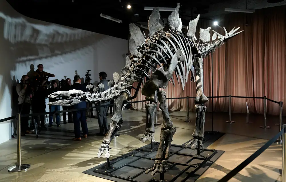 Apex the $45M stegosaurus on display in NYC. Here's what scientists hope to learn