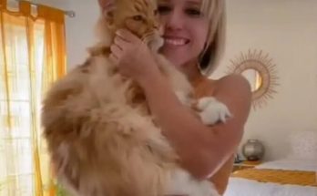 Meet Finn: The Giant Cat Who’s Bigger Than a 9-Year-Old Child!