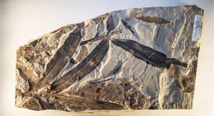 'Alien plant' fossil discovered near Utah ghost town doesn't belong to any known plant families, living or extinct