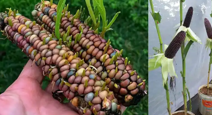 How to Grow Purple Corn in Recycled Buckets: A Step-by-Step Guide