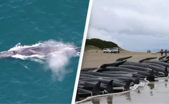 Iceland issues new 'license to kill' over 400 fin and minke whales per year in controversial move