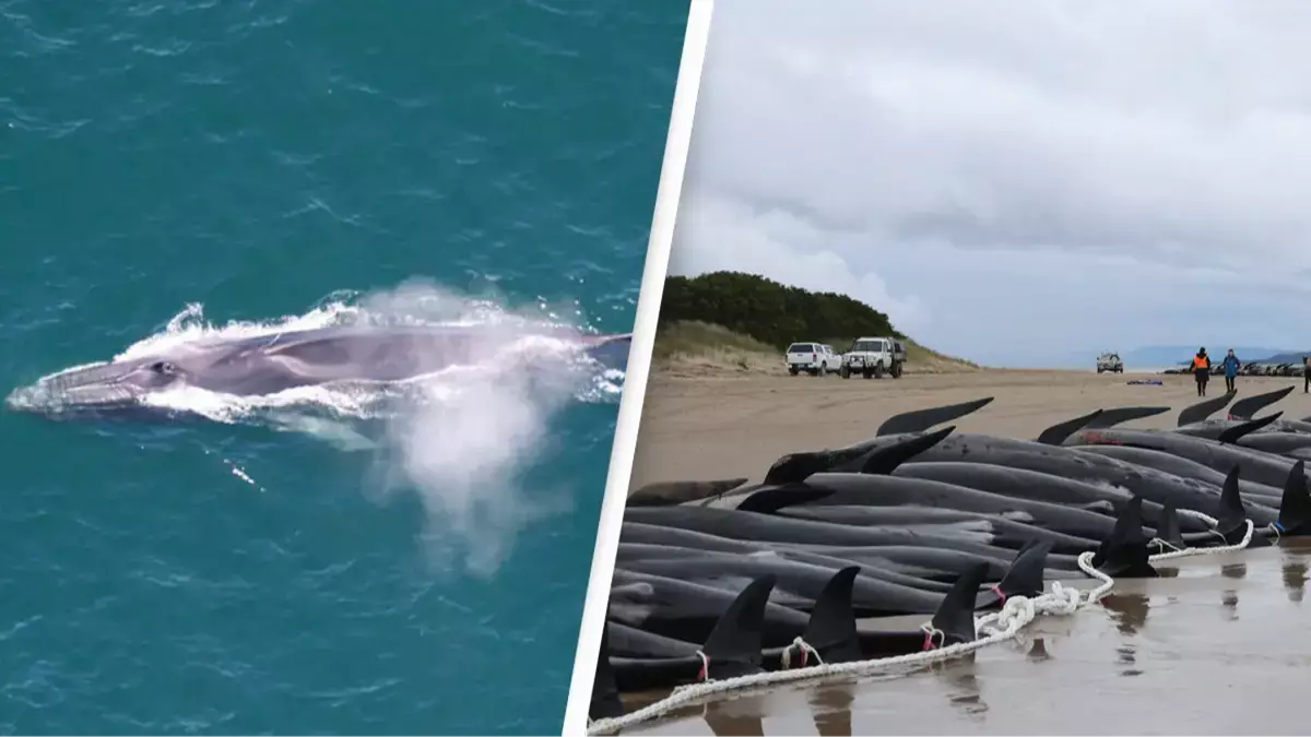 Iceland issues new 'license to kill' over 400 fin and minke whales per year in controversial move