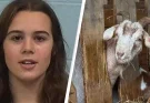 17-year-old girl charged with animal cruelty after 'poisoning her rival's show goat'