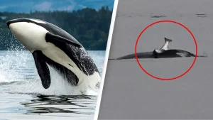 Scientists baffled as orcas start wearing salmon as ‘hats’ again for the first time in 40 years