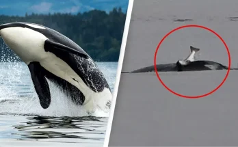 Scientists baffled as orcas start wearing salmon as 'hats' again for the first time in 40 years