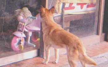 Dog Goes to Closed Store Daily then Leaves, One Evening Poor Boy Notices and Follows It — Story of the Day