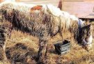 Starving horse Heidi is dumped in mud and left to di:e – volunteers save her and now she’s winning awards