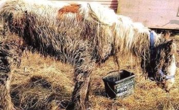 Starving horse Heidi is dumped in mud and left to di:e – volunteers save her and now she’s winning awards