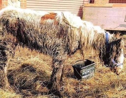Starving horse Heidi is dumped in mud and left to di:e – volunteers save her and now she’s winning awards