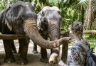 Woman, 22, killed by elephant in front of her boyfriend at Thai sanctuary