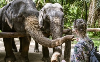 Woman, 22, killed by elephant in front of her boyfriend at Thai sanctuary