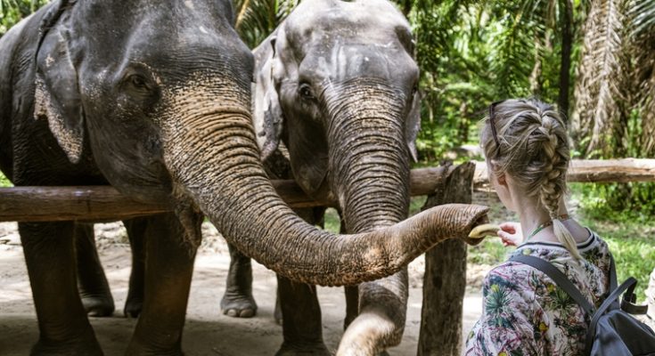 Woman, 22, killed by elephant in front of her boyfriend at Thai sanctuary