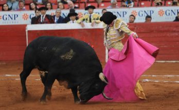 Crowd narrowly avoids injury after fighting bull leaps barrier during event in Mexico City