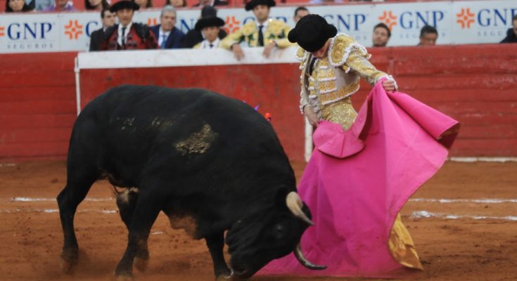 Crowd narrowly avoids injury after fighting bull leaps barrier during event in Mexico City