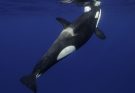 Chilling recording of orcas mimicking human speech leaves listeners terrified