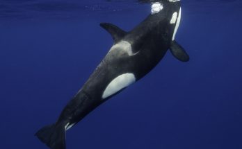 Chilling recording of orcas mimicking human speech leaves listeners terrified