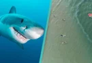 Only people with 'sniper vision' can find this shark hiding in the ocean