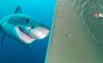 Only people with 'sniper vision' can find this shark hiding in the ocean