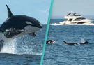 Relentless orca 'attack' sinks yacht in just 45 minutes