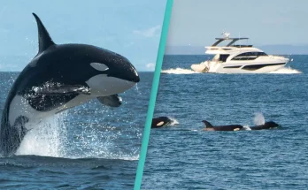 Relentless orca 'attack' sinks yacht in just 45 minutes