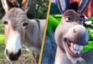 Donkey that 'inspired' Eddie Murphy's Shrek character dies aged 30