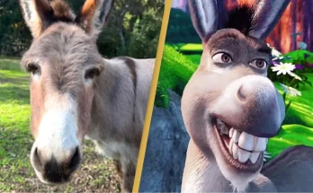 Donkey that 'inspired' Eddie Murphy's Shrek character dies aged 30