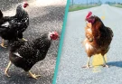 People are only just realizing the dark meaning behind 'chicken that crossed the road' joke