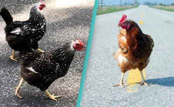 People are only just realizing the dark meaning behind 'chicken that crossed the road' joke