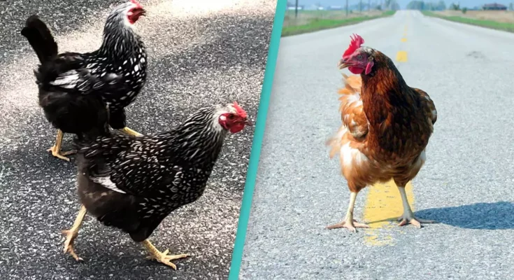 People are only just realizing the dark meaning behind 'chicken that crossed the road' joke