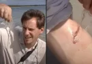 Man records moment he gets stung by 'most venomous creature on Earth' that can 'kill in minutes'