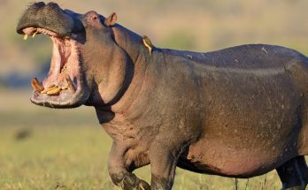 Husband speaks out after witnessing wife being killed by hippo