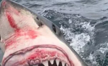 Insane moment a huge great white shark attacks a fishing boat in rare footage