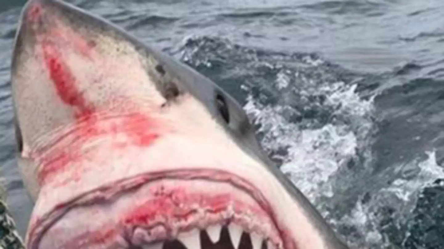 Insane moment a huge great white shark attacks a fishing boat in rare footage