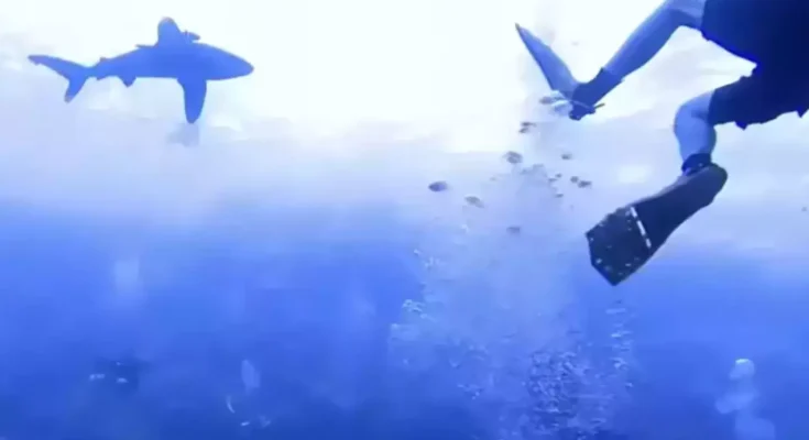 Brit who filmed vicious YouTube shark attack video where you can hear the scream is still haunted by it