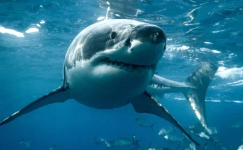 Tragic reason why no aquarium is able to have a great white shark on display