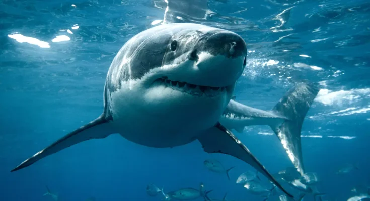 Tragic reason why no aquarium is able to have a great white shark on display